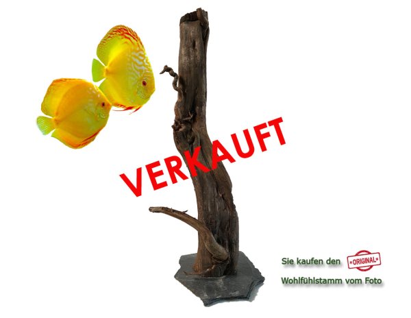 Diskus Wohlfühlstamm Original Nr.161 Höhe 54cm