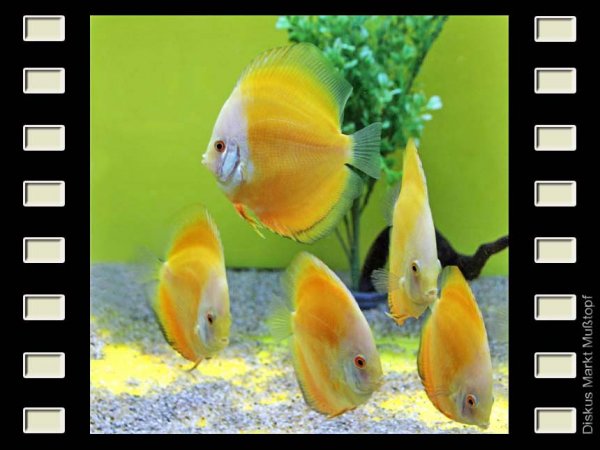 Lemon 10cm