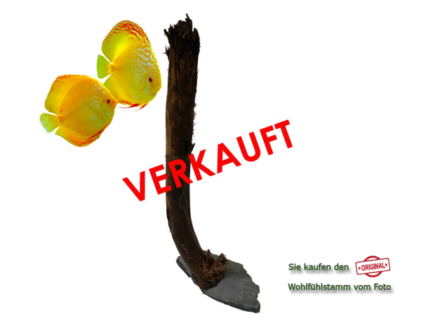 Diskus Wohlfühlstamm Original Nr.13 Höhe 52cm