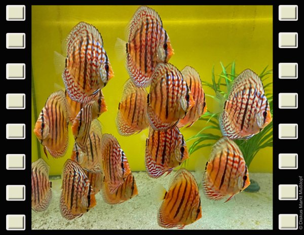 Oriximina x Heckel 8cm