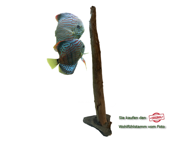 Diskus Wohlfühlstamm Original Nr.175 Höhe 51cm