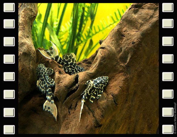 L114 Leopard-Kaktuswels 5-7cm