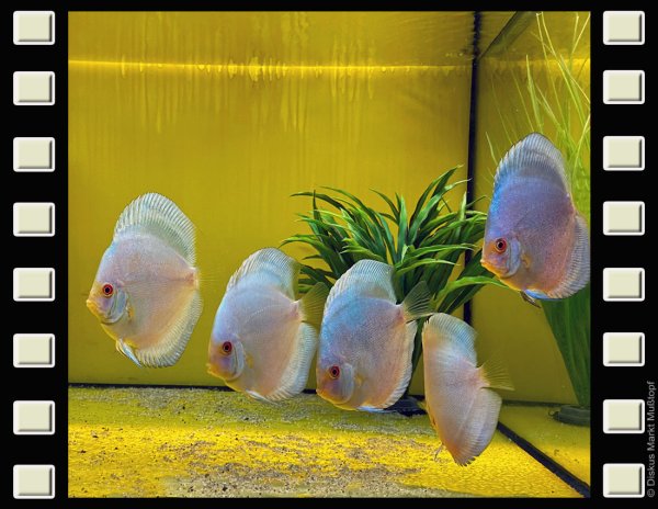 Frozen Pearl Diamond 10cm