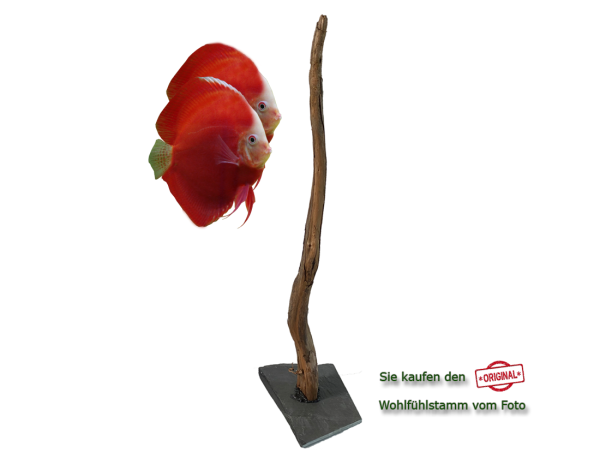 Diskus Wohlfühlstamm Original Nr.166 Höhe 57cm