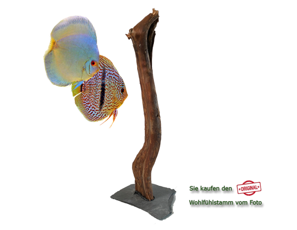 Diskus Wohlfühlstamm Original Nr.169 Höhe 55cm