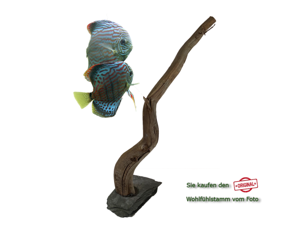 Diskus Wohlfühlstamm Original Nr.200 Höhe 52cm