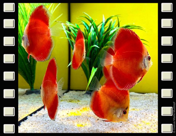 Super San Merah 7-8cm