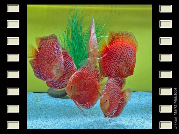 Virgin Red Scorpion 15-16cm