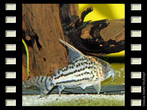 Corydoras pulcher 7-8cm