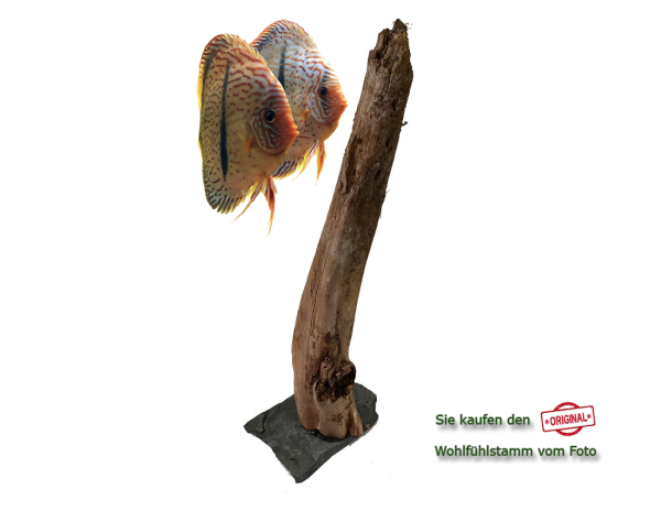 Diskus Wohlfühlstamm Original Nr.37 Höhe 53cm