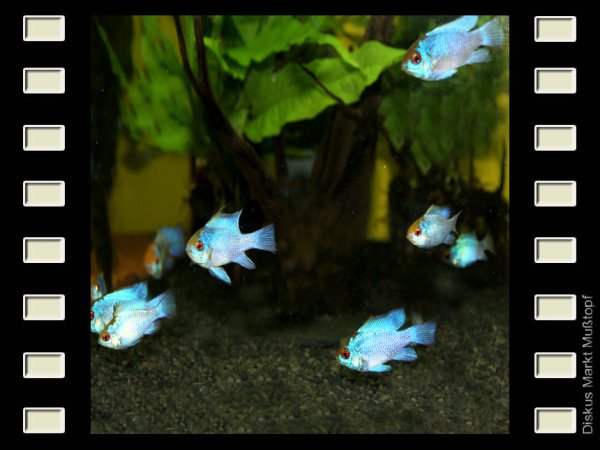 Schmetterlingsbuntbarsch Super Neon Blue 3-4cm